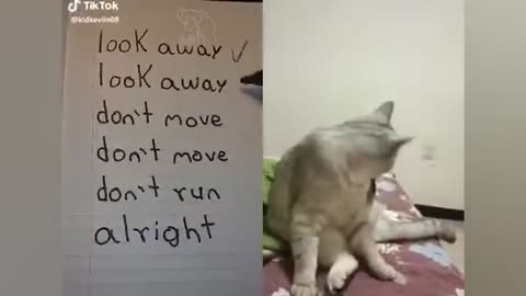 These Cats Can Speak In English| very Funny Animal Videos| Furry Buddy