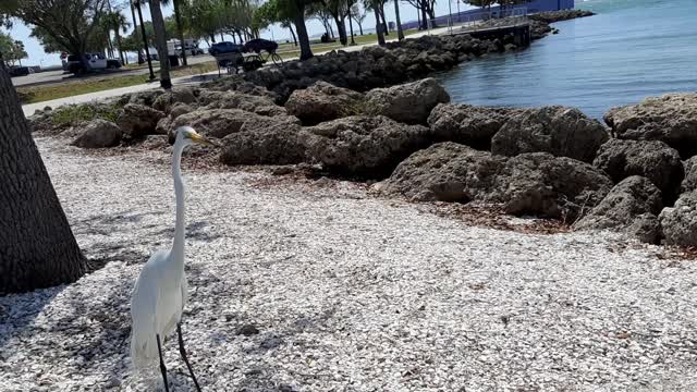 Beautiful white bird in Florida tries to eat some bread