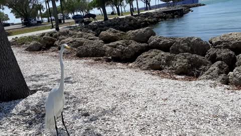 Beautiful white bird in Florida tries to eat some bread