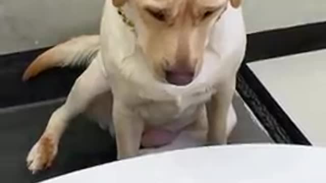 Try_not_to_laugh_with_this_dog_so_cute_and_funny_dog