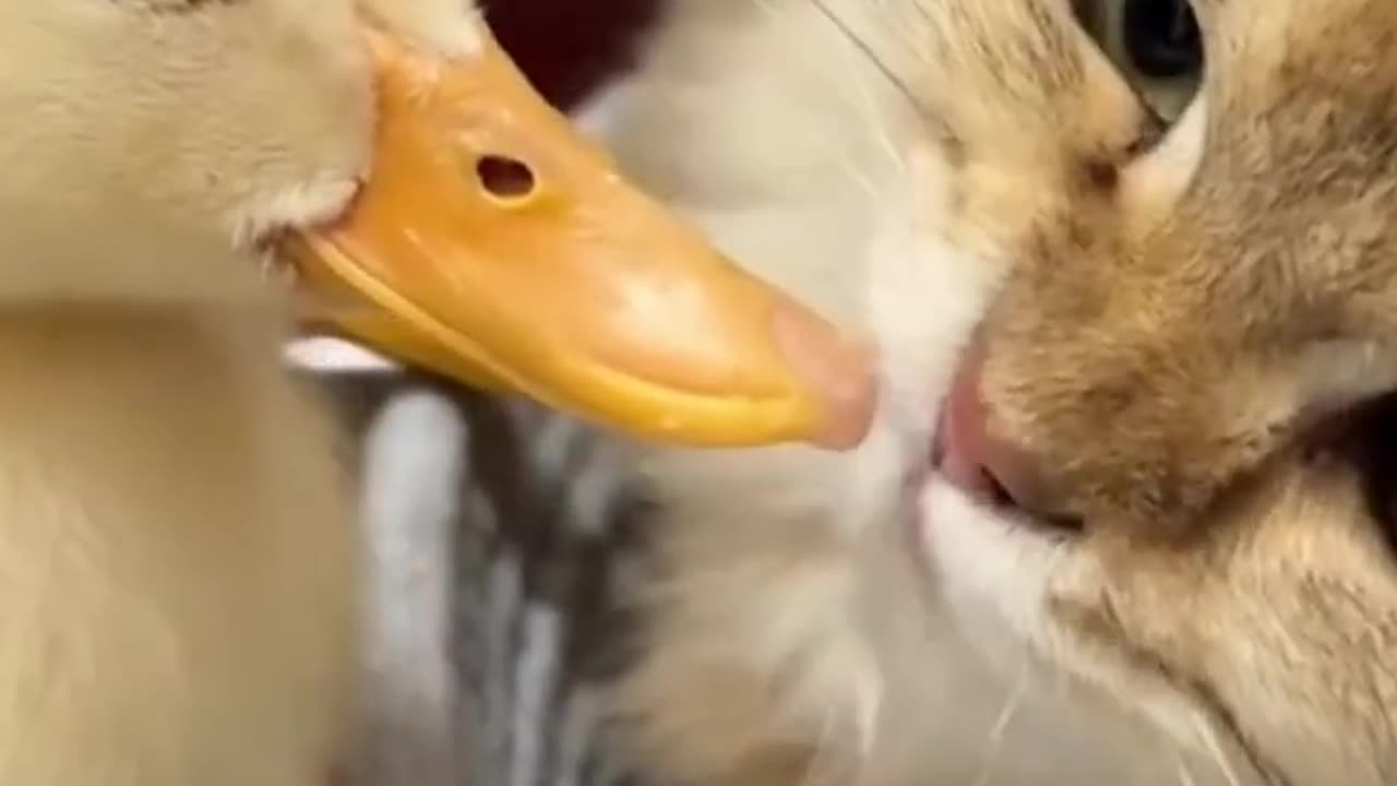 The kitten sincerely invites the duckling to_sleep