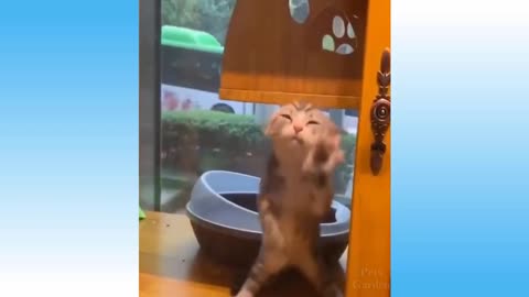 Funny Cats 😹 And Dogs 🐶 Videos - Try Not To Laugh!