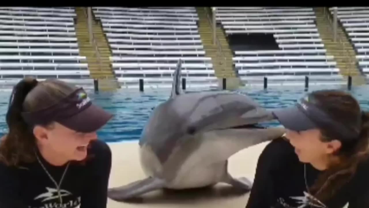 The most beautiful scene of playing with fish in the pool, video 5000 views:🦈🦈🐬🐬🐋