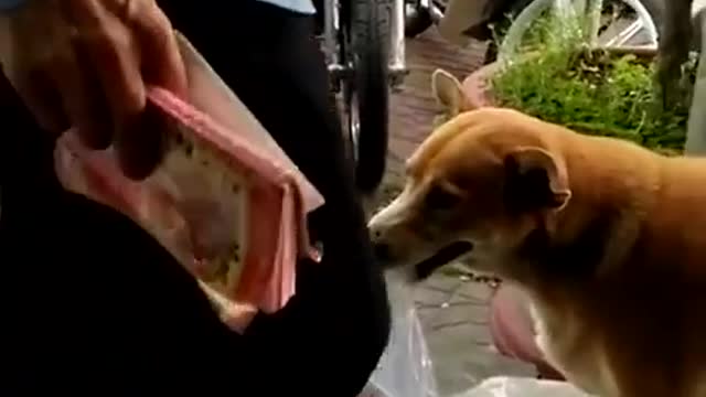 The wise dog sells lottery tickets with the owner