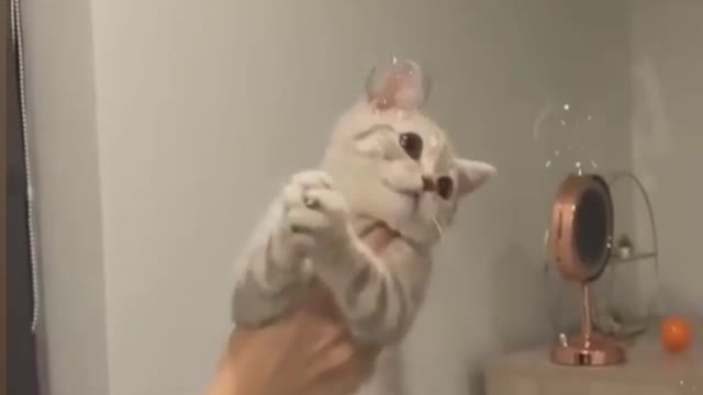 funny cute cat