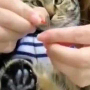 Kittens & Pups-Cutest 2021-Hilariously Cute 2 (2)