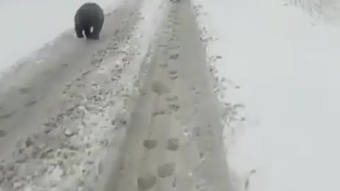 Here is such a Winter in Russia! Have you ever seen a Bear live ?