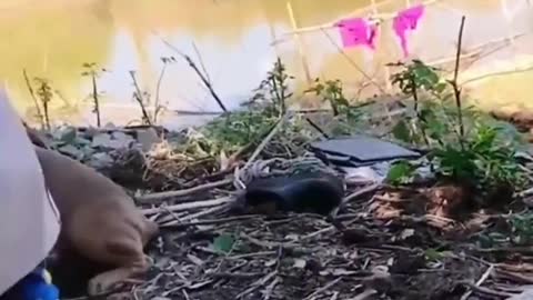 Baby cow want to play