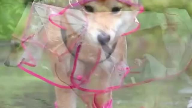 Look! My new raincoat ☔️☔️☔️🌈🌈🌈💧💧💧#dog #dogs #pets #petlover #funny #funnyvideos #rain