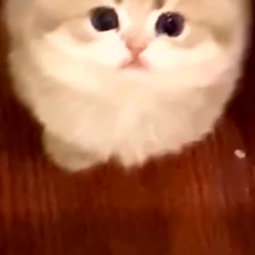 🐱: I’m waiting for you.