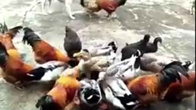 Chicken VS Dog Fight - Funny Dog Fight Videos