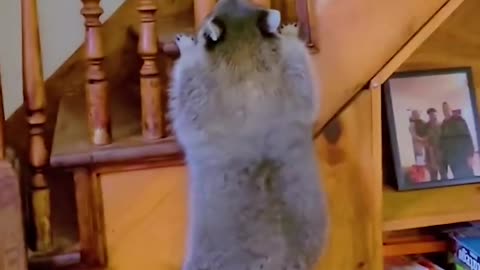 Crazy Animal Climbs Stairs
