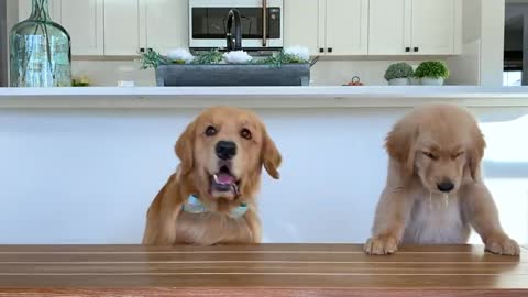 Dog Reviews Food With Son