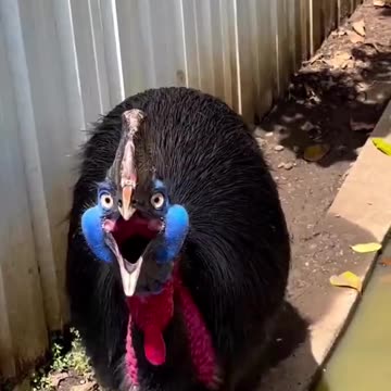 WTF? No way this is a bird.