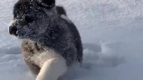 Most popular dog in white snow