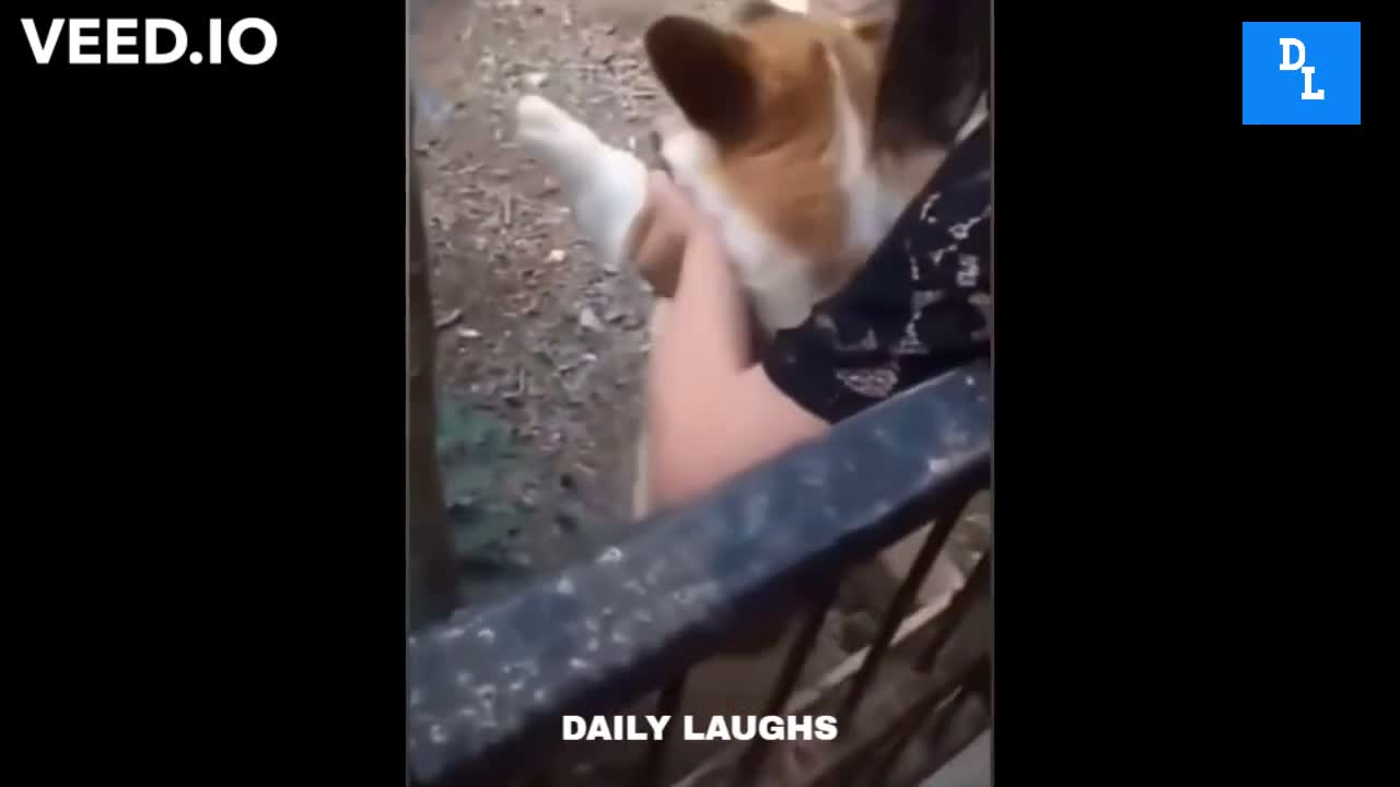 DOG VS CHICKEN FIGHT - PT 3 # DAILY LAUGHS #shorts