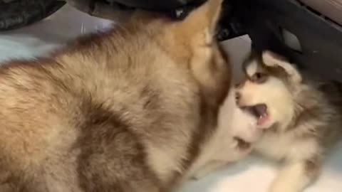 Husky is a mother for the first time, so it has no experience