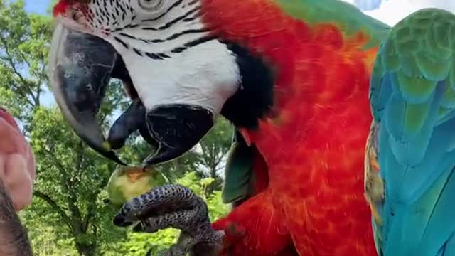 fastmotion#macaw