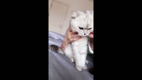 cute kitten1