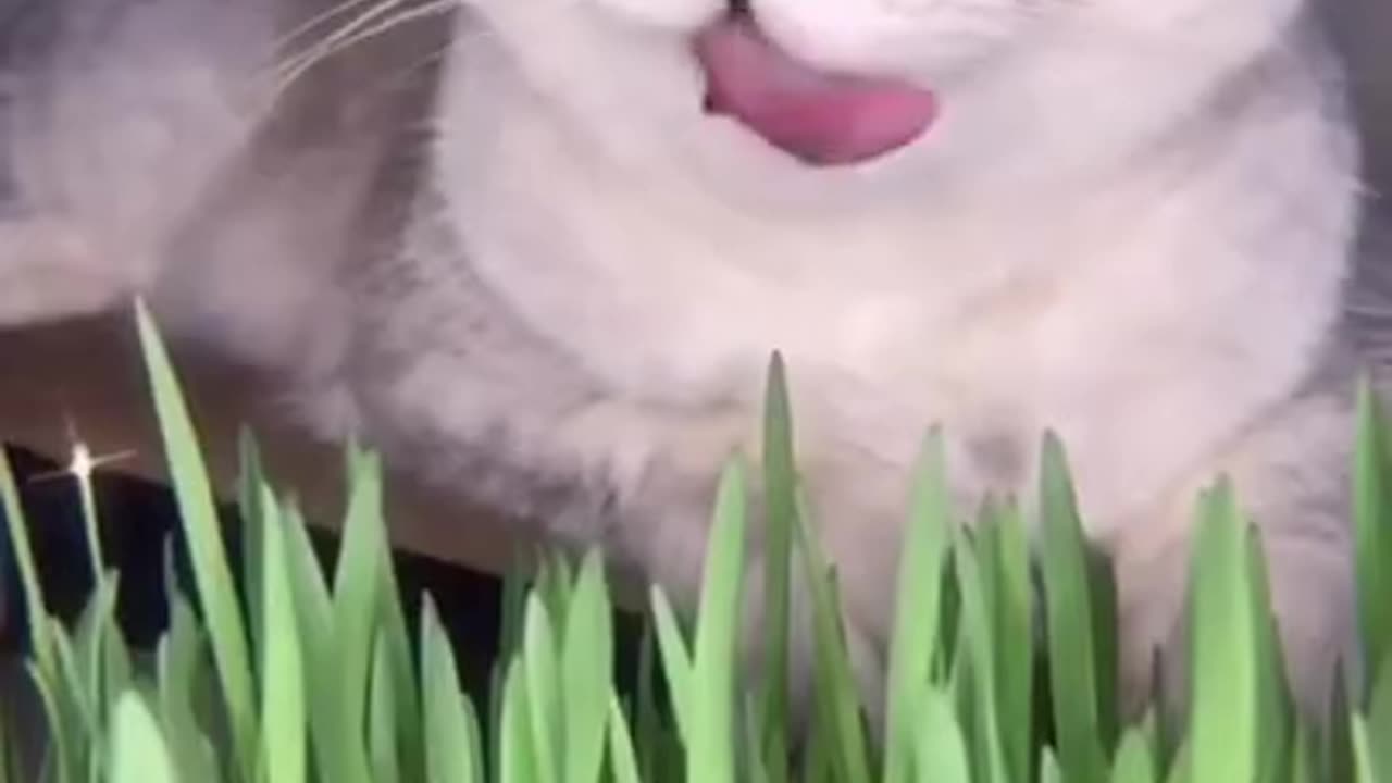 Grass for the cat