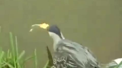 learn to fish