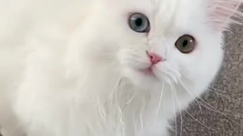 Funny Cats and Dogs Compilation 😂😊😍😍