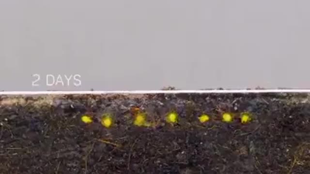 Underground development of tomato seeds for 10 days....