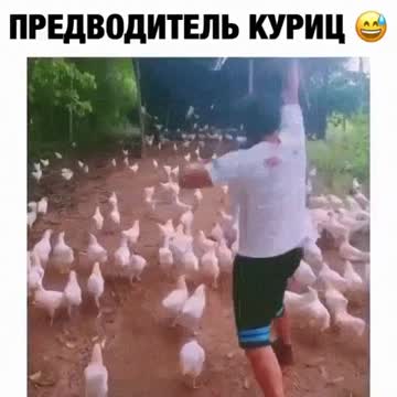Bird leader:Предводитель птиц