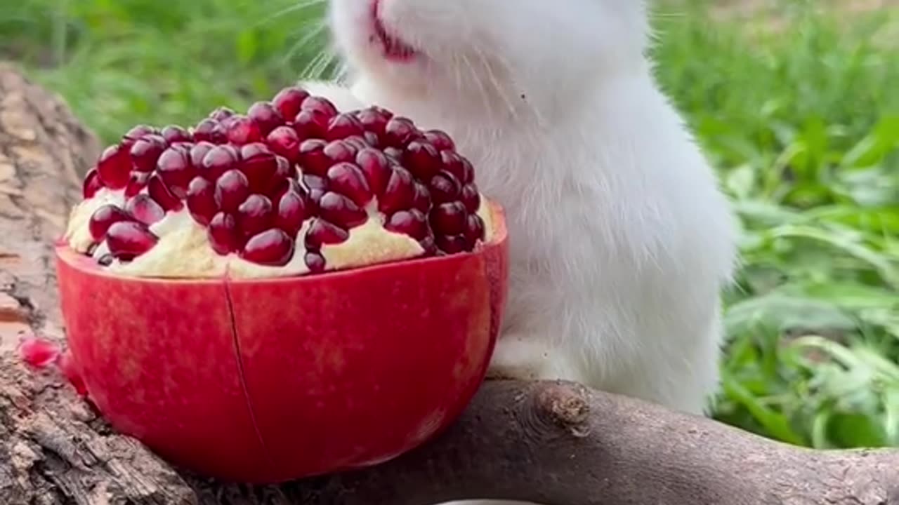 The rabbit eats pomegranate