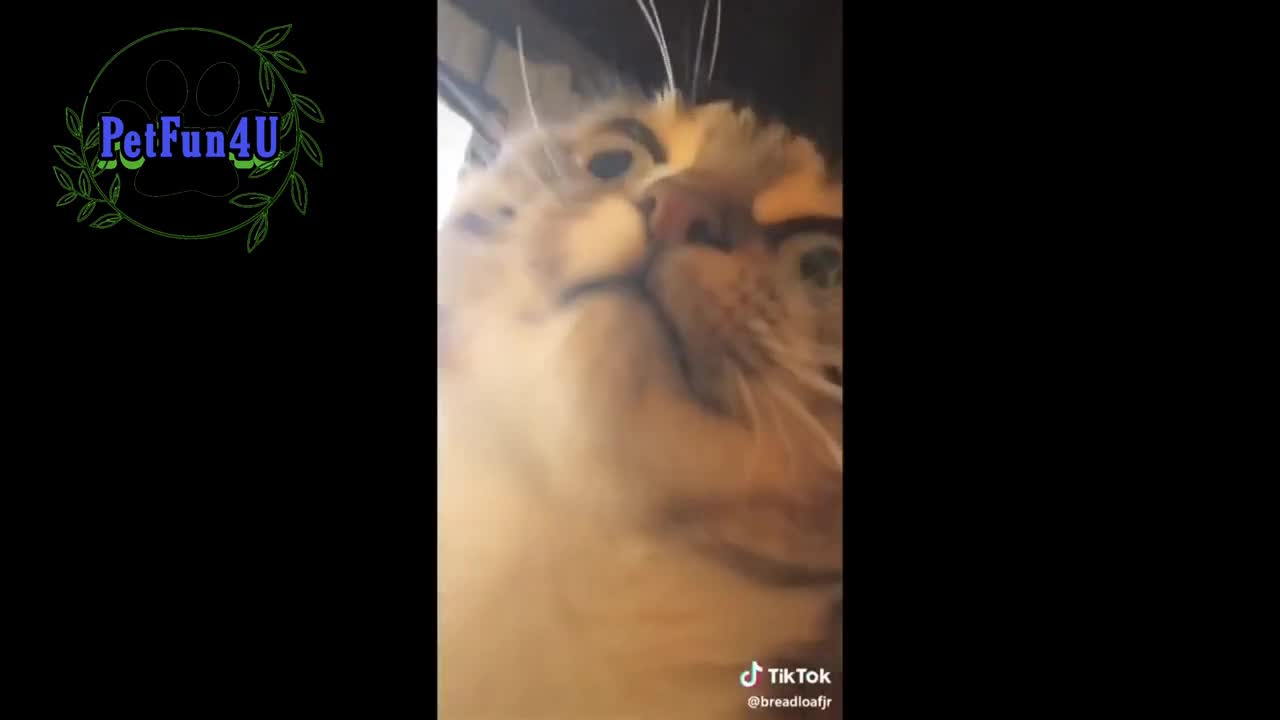 Cat gets hair gum funny