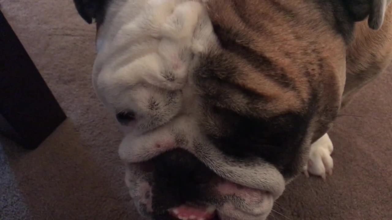 Bulldog having a rough day gives very sad face