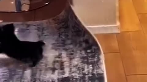 Tiny Boss Dog
