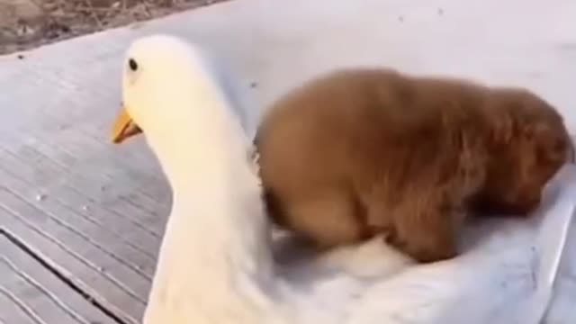 Cute puppy hugging a duck, Really cute😍