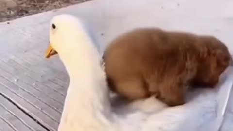 Cute puppy hugging a duck, Really cute😍