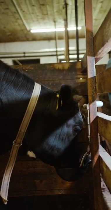 beautiful cow eating