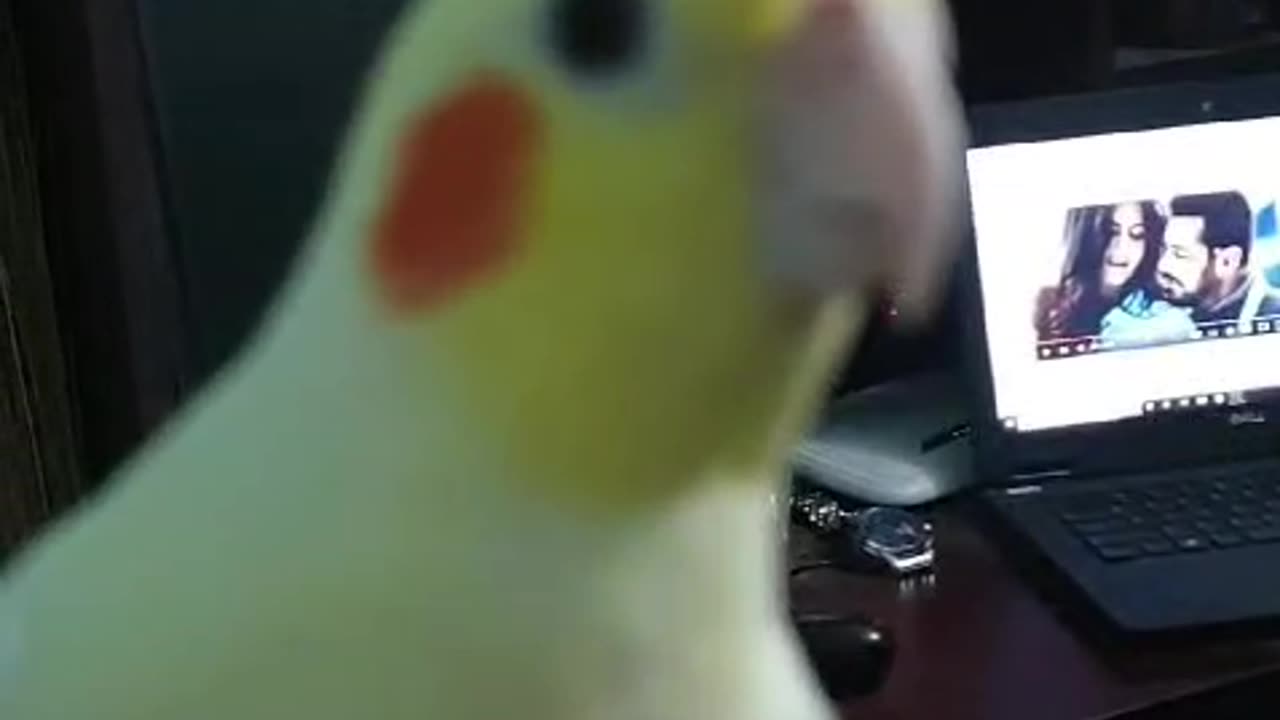 Cockatiel parrot talking training #shorts