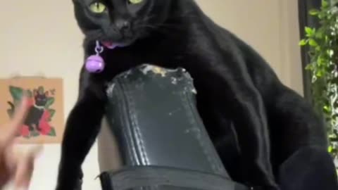Cat vs tiktok girl