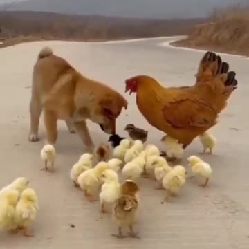 Dogs funny vs coq funny