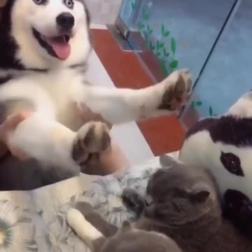 Husky dog ​​playing with its owner in a wonderful and amazing way, very wonderful