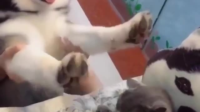 Husky dog ​​playing with its owner in a wonderful and amazing way, very wonderful