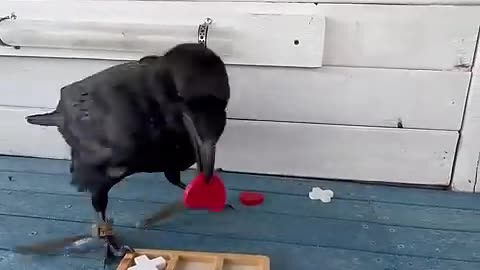 The crow is more intelligent than my friend 😂