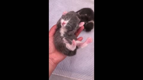 A newborn kitten