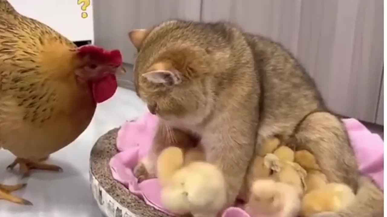 Very funny chicken and cat😄