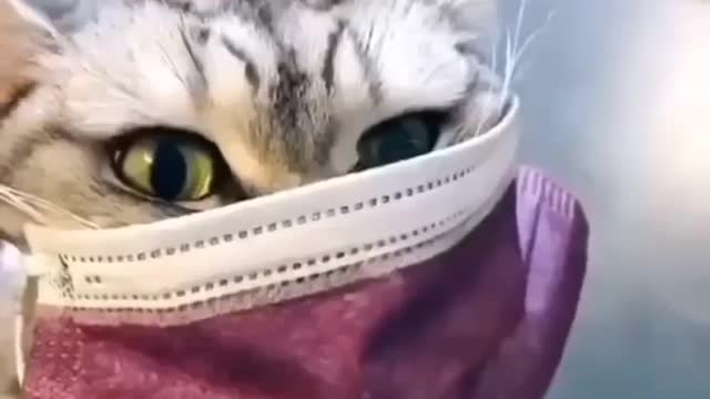 Cat funny reaction on lady Owner's sneeze