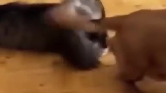 Best Funny Animal Videos 2022 😺 - Funniest Dogs And Cats Videos 2021 🤣