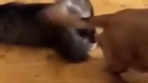 Best Funny Animal Videos 2022 😺 - Funniest Dogs And Cats Videos 2021 🤣