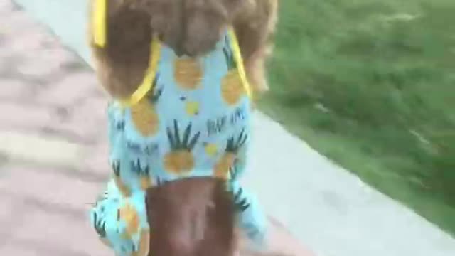 Hurrying out on a date|Funny Baby Dogs Videos.