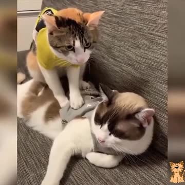 "We argued about which of our cats was the most perfect".