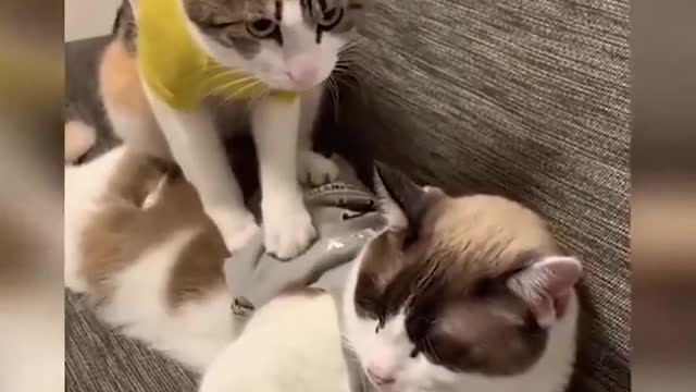 "We argued about which of our cats was the most perfect".