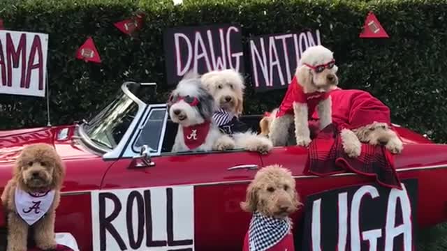 Roll tide georgia alabama dogs in car